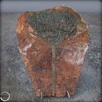 Fossile remarquable dune crinoïde fossile Crinoïde, Maroc-