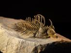 Trilobiet - Gefossiliseerd dier - Comura bultyncki - 6.2 cm