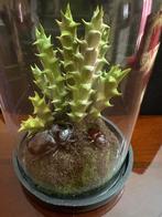 Scarabée à cornes Support de corps entier pour taxidermie -, Antiquités & Art