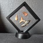 Fossiel - Fossiele tand - Bijzondere set van 4unieke