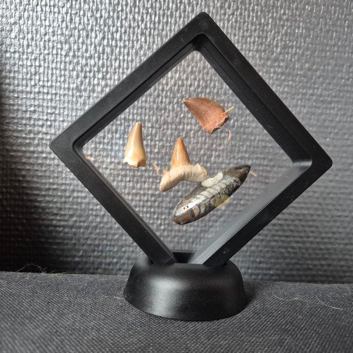 Fossiel - Fossiele tand - Bijzondere set van 4unieke, Antiek en Kunst, Curiosa en Brocante
