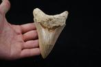 Mégalodon - Dent fossile - Otodus Megalodon, Verzamelen