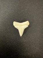 Grand requin blanc Dent - Carcharodon carcharias - 22 mm -