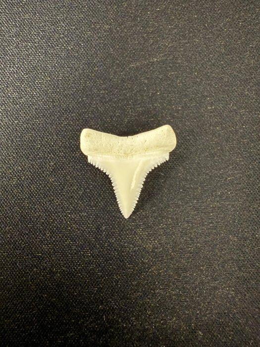 Grand requin blanc Dent - Carcharodon carcharias - 22 mm -, Antiquités & Art, Curiosités & Brocante