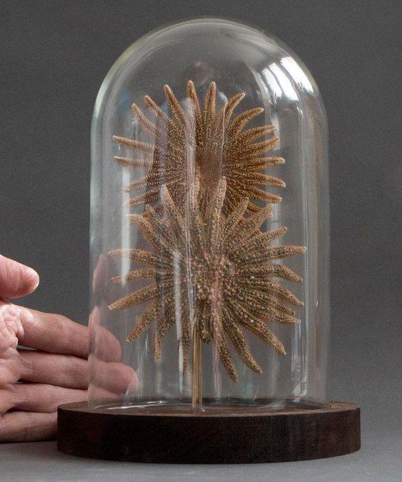 Zeester Taxidermie volledige montage - Pycnopodia, Verzamelen, Dierenverzamelingen