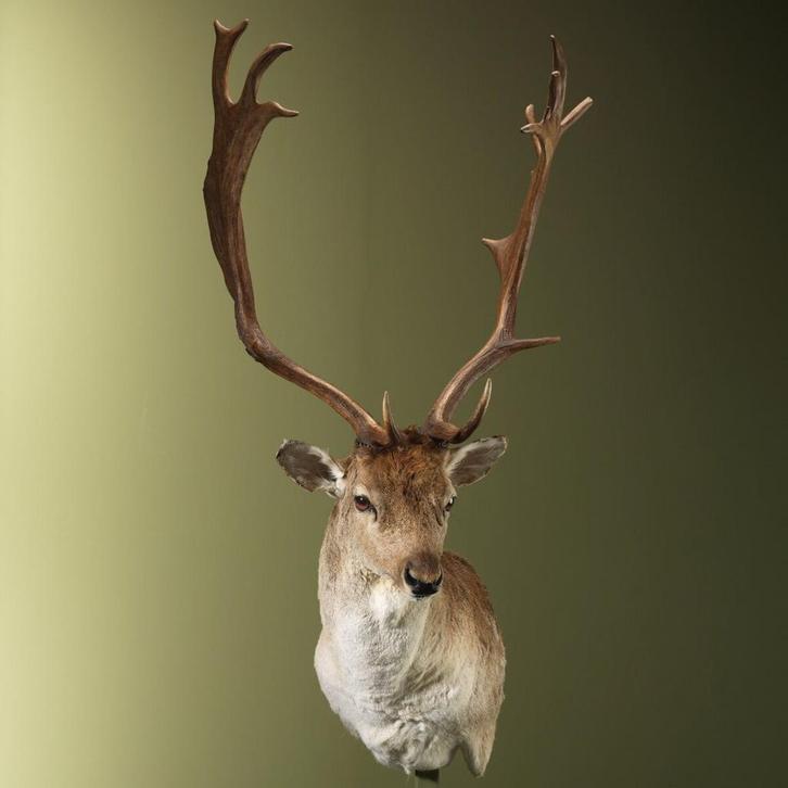 Damhert Taxidermie Opgezette Dieren By Max, Verzamelen, Dierenverzamelingen, Opgezet dier, Nieuw, Wild dier, Ophalen of Verzenden
