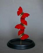 Vlinder Taxidermie volledige montage - Cymothoe sangaris -, Verzamelen, Dierenverzamelingen, Nieuw