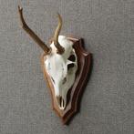 Reebok Schedel Taxidermie Opgezette Dieren By Max, Verzamelen, Dierenverzamelingen, Ophalen of Verzenden, Nieuw, Wild dier, Opgezet dier