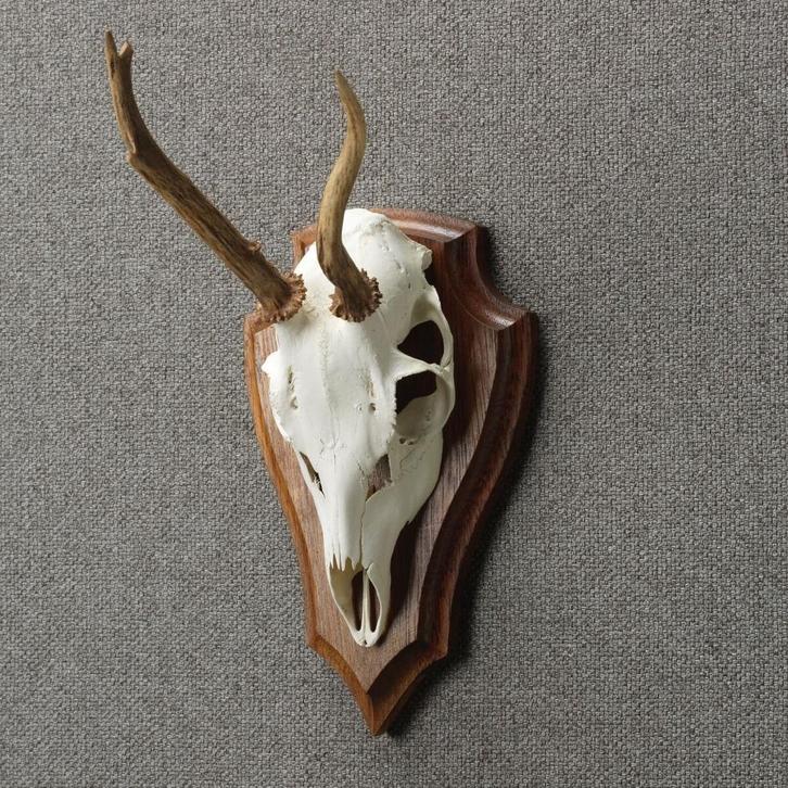 Reebok Schedel Taxidermie Opgezette Dieren By Max, Verzamelen, Dierenverzamelingen, Opgezet dier, Nieuw, Wild dier, Ophalen of Verzenden