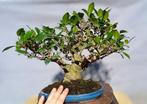 Vijgenboom bonsai (Ficus) - Hoogte (boom): 25 cm - Diepte