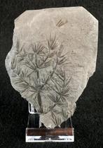 Fossiele plant met uitzonderlijke conservering!! - Cola de