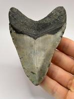 Megalodon - Fossiele tand - Carcharias Megalodon - 11.5 cm -, Verzamelen, Mineralen en Fossielen
