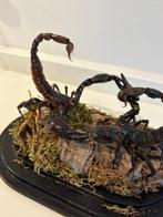 Scorpion Support de corps entier pour taxidermie - Scorpio -, Nieuw