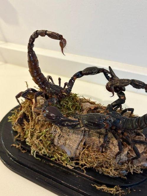Scorpion Support de corps entier pour taxidermie - Scorpio -, Verzamelen, Dierenverzamelingen