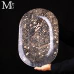 Fossielmatrixplak Tray - Ammoniet & Orthoceras - Hoogte: 440