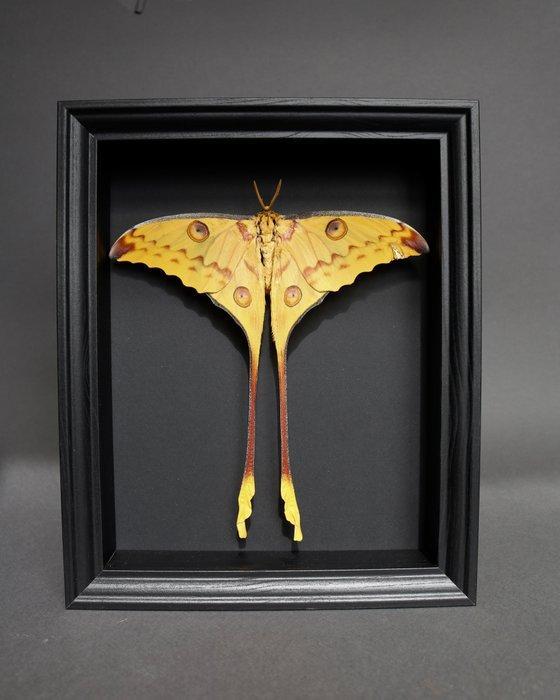 Mot Taxidermie volledige montage - Argema mittrei - 25 cm -, Verzamelen, Dierenverzamelingen