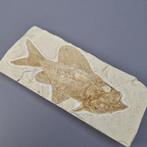 Fossiele vis - Fossiel skelet - Nematonotus longispinus -, Verzamelen