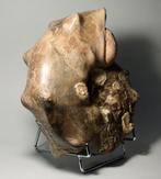 Stekelige ammoniet - Gefossiliseerde schelp - Mammites, Verzamelen, Mineralen en Fossielen