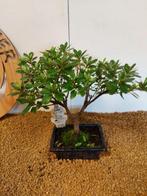 Azalea bonsai (Rhododendron) - Hoogte (boom): 26 cm - Diepte