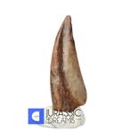 Zeer zeldzame cf Ornithocheirid Pterosauriërklauw - Lager, Verzamelen