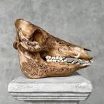 PAS DE PRIX MINIMAL - Merveilleux cochon sauvage en patine