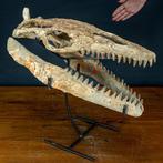 Zeer zeldzame natuurlijke fossiele schedel van een echte