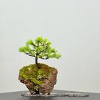 Spar bonsai (Picea) - Hoogte (boom): 13 cm - Diepte (boom):