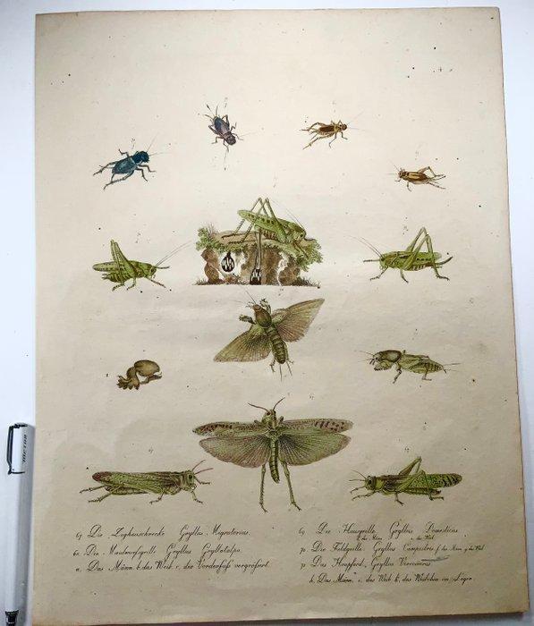 C. J. Brodtmann (b. 1787), Incunable of Lithography, Large, Antiek en Kunst, Antiek | Boeken en Manuscripten