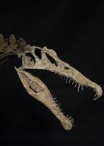 Spinosaurus Taxidermie volledige montage - Replica -Complete