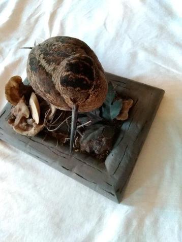 Bécasse Support de corps entier pour taxidermie - Scolapax