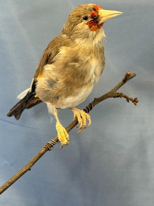Goudvink Taxidermie volledige montage - Carduelis carduelis, Verzamelen, Dierenverzamelingen