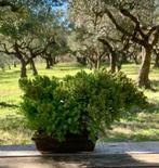 Jeneverbes bonsai (Juniperus) - Hoogte (boom): 10 cm -