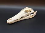 Nijlkrokodil Schedel - Crocodylus niloticus - 6 cm - 10 cm -, Nieuw