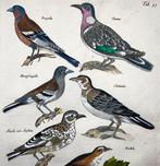 Matthäus Merian (1593-1650) - folio, Birds: Larks, finches,