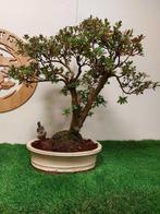 Azalea bonsai (Rhododendron) - Hoogte (boom): 52 cm - Diepte