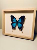 Vlinder Taxidermie wandmontage - Papilio ulysses - 190 mm -, Verzamelen, Nieuw