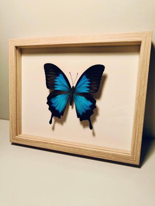 Vlinder Taxidermie wandmontage - Papilio ulysses - 190 mm -, Verzamelen, Dierenverzamelingen