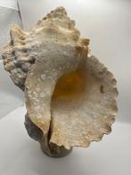 Gastéropode Coquillage marin - Tutufa bobo (Sans prix de, Antiek en Kunst