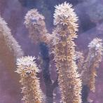 Eunicae Gorgonian M (Ong. 5-7 cm), Animaux & Accessoires, Poissons | Poissons d'aquarium