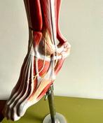 Anatomisch model - hoogwaardige kunststof (somsoplast) -