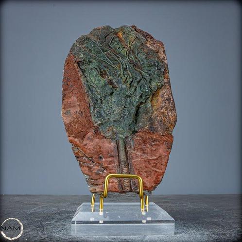 Fossile remarquable dune crinoïde fossile Crinoïde, Maroc-, Verzamelen, Mineralen en Fossielen