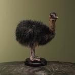 Struisvogel Kuiken Zwart Taxidermie Opgezette Dieren By Max, Ophalen of Verzenden, Opgezet dier