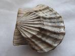 ZELDZAME Pecten - Gefossiliseerde schelp - Japanese