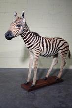 Fine Plains Zebra veulen Taxidermie volledige montage -