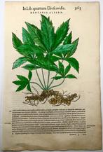 Giorgio Liberale; W. Meyerpeck - Folio, 2 large woodcuts,