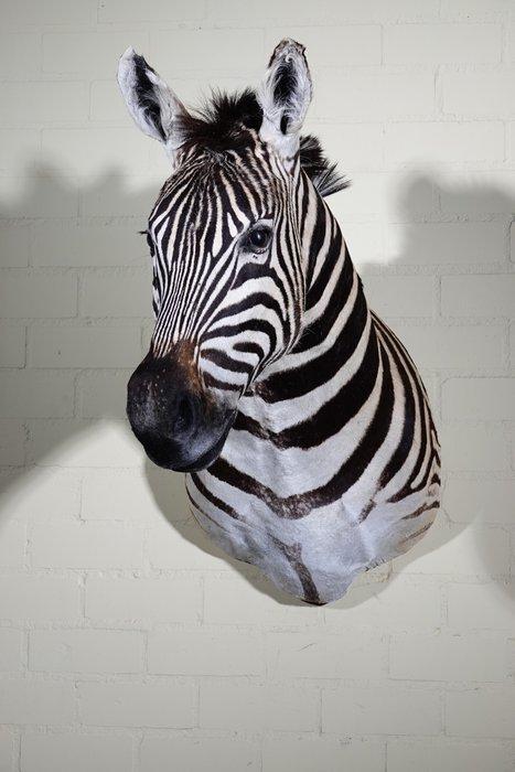 Zebra Head Taxidermie wandmontage - Equus quagga - 45 cm -, Verzamelen, Dierenverzamelingen