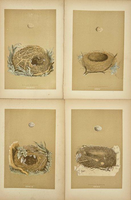 Francis Orpen Morris (1810–1893) - Set of 4 Prints – Nests, Antiek en Kunst, Curiosa en Brocante