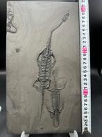 Fossiel - Fossiele plaatmatrix - 2 Keichousaurus sp. - 32 cm, Verzamelen