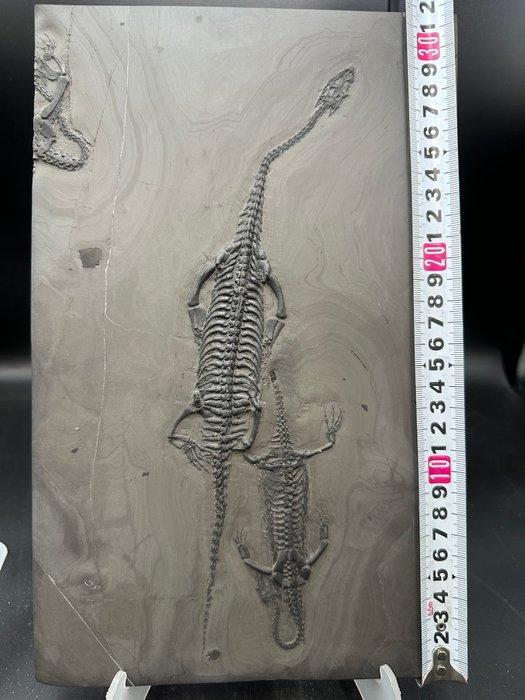 Fossiel - Fossiele plaatmatrix - 2 Keichousaurus sp. - 32 cm, Verzamelen, Mineralen en Fossielen