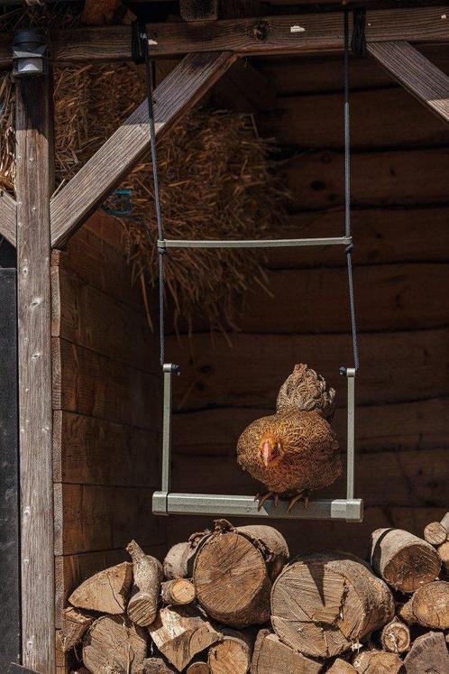 Beeztees Kippenschommel, Dieren en Toebehoren, Pluimvee | Toebehoren, Nieuw